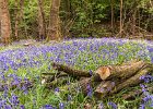 Coal Pit Wood Bluebells.jpg